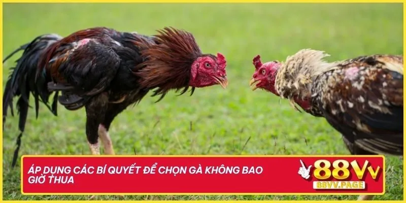 88vv Giải Mã Màu Mạng Đá Gà Chuẩn Xác Đến Từng Chiến Kê 3 Áp dụng các bí quyết để chọn gà không bao giờ thua khi đặt cược trên 88vv