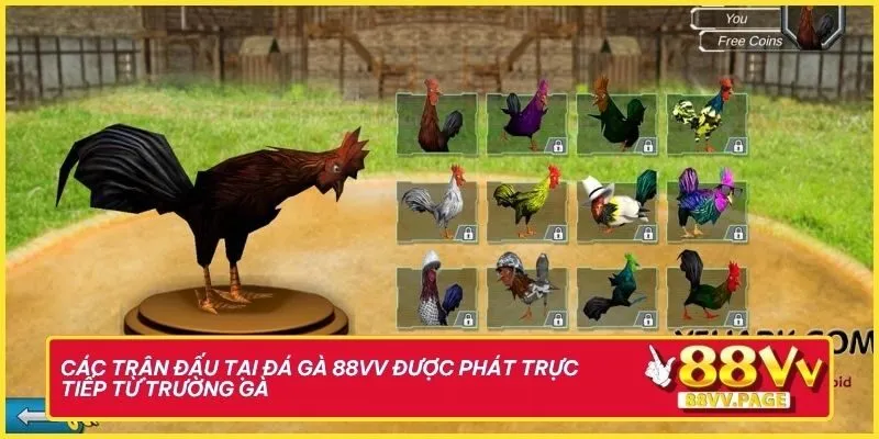 Các trận đấu tại Đá gà 88vv được phát trực tiếp từ trường gà