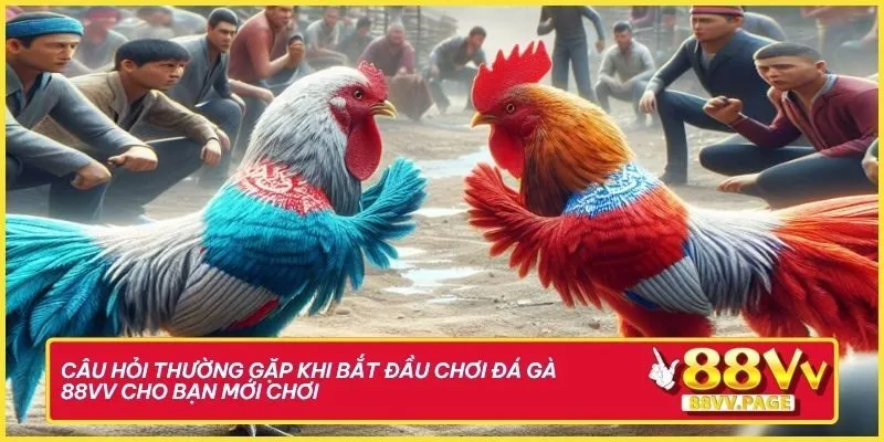 Câu hỏi thường gặp khi bắt đầu chơi đá gà 88vv cho bạn mới chơi