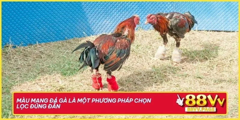 88vv Giải Mã Màu Mạng Đá Gà Chuẩn Xác Đến Từng Chiến Kê 1 Màu mạng đá gà là một phương pháp chọn lọc dựa trên kinh nghiệm lâu năm