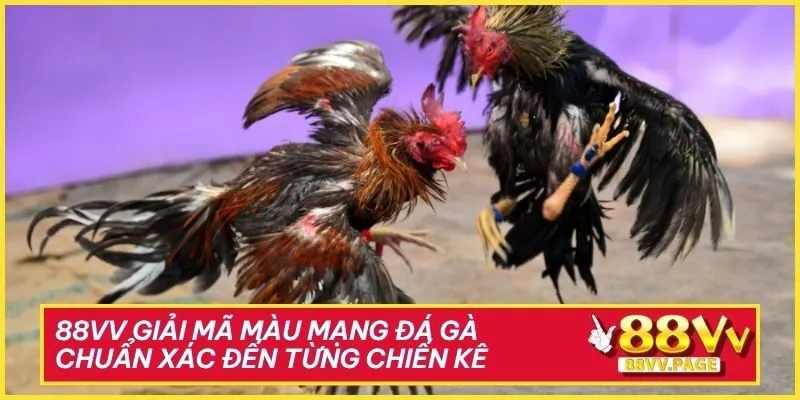 88vv Giải Mã Màu Mạng Đá Gà Chuẩn Xác Đến Từng Chiến Kê