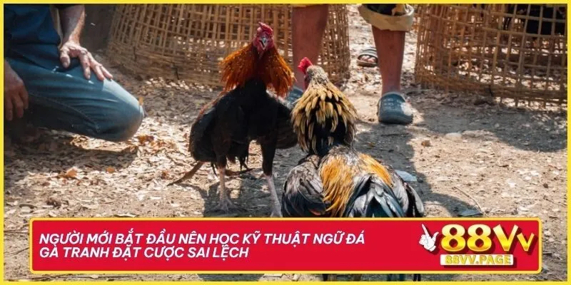 88vv Tổng Hợp Thuật Ngữ Đá Gà Để Bỏ Túi "Cực Chất" 2 Người mới bắt đầu nên học kỹ thuật ngữ đá gà tránh đặt cược sai lệch