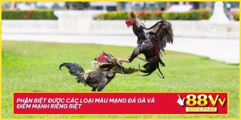 88vv Giải Mã Màu Mạng Đá Gà Chuẩn Xác Đến Từng Chiến Kê 2 Phân biệt được các loại màu mạng đá gà và điểm mạnh riêng biệt