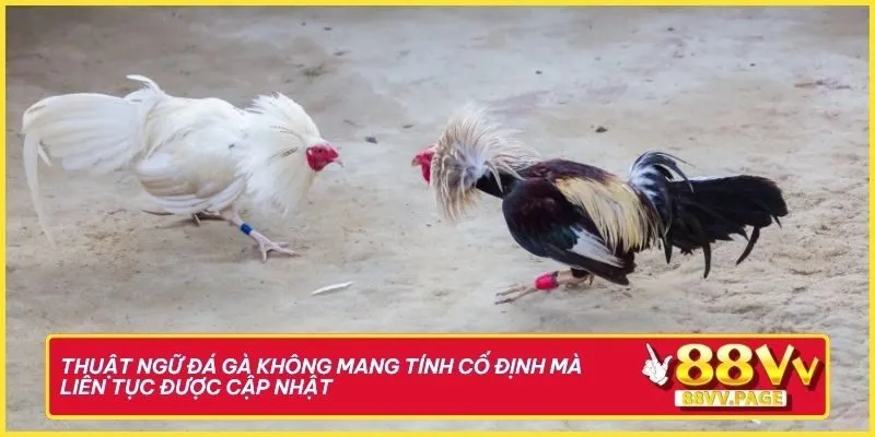 88vv Tổng Hợp Thuật Ngữ Đá Gà Để Bỏ Túi "Cực Chất" 1 Thuật ngữ đá gà không mang tính cố định mà liên tục được cập nhật